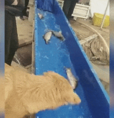 狗狗見到一堆魚被投放，見魚就咬，牙齒咬疼還沒逮到魚！ 萌趣萌寵 第1张