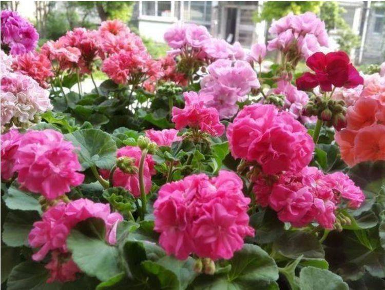 阳台种什么植物好养又便宜 ef853741624f48f1ad6752ff709682a4.jpeg