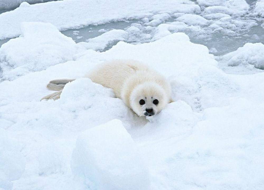图片来源:网络然而在这段时间内,斑海豹妈妈还要万分小心,时刻警惕
