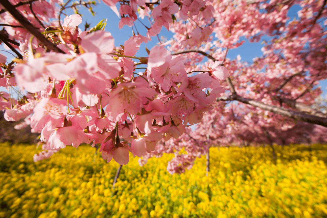 百万樱花开，粉染黄河岸，古柏渡丰乐樱花园3月1日盛装开园