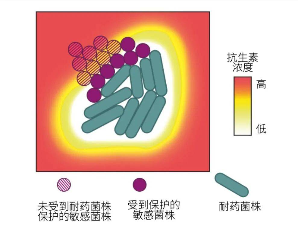 妇科白色念珠菌吃什么药_白色念珠图片_口腔白色念珠