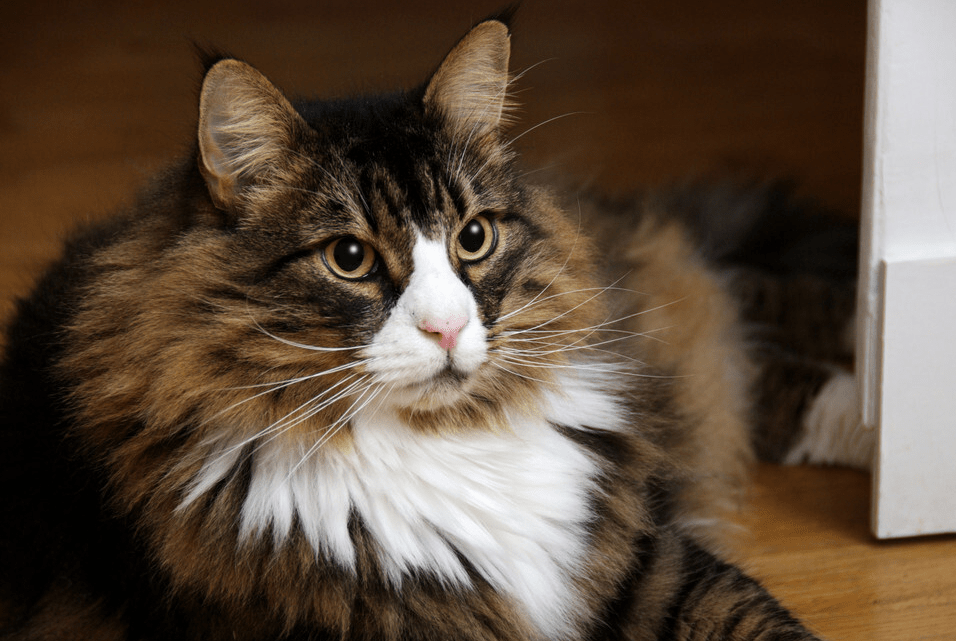 f9a389f619b74777b53b52ed9a386b6a.png