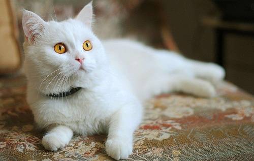 猫感冒会导致口臭吗