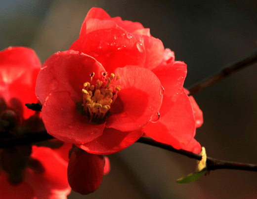 桃花贵人口诀_桃花贵人纹(2)