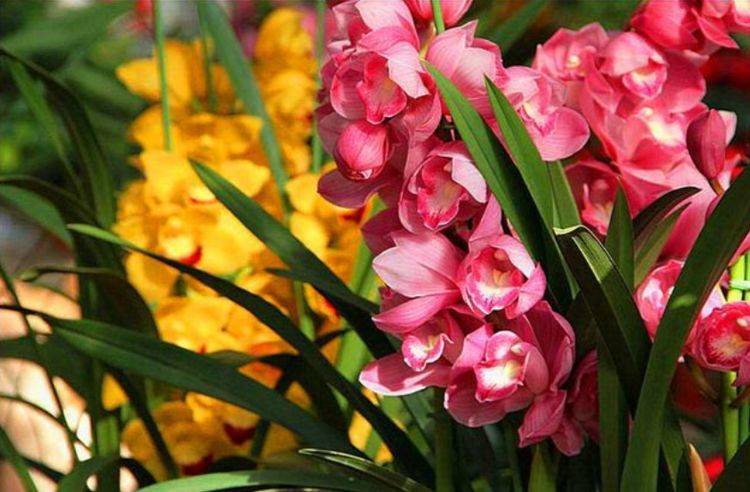 三色堇的功效与作用 907921e45c3343d9812d48c993b0ed29.jpeg