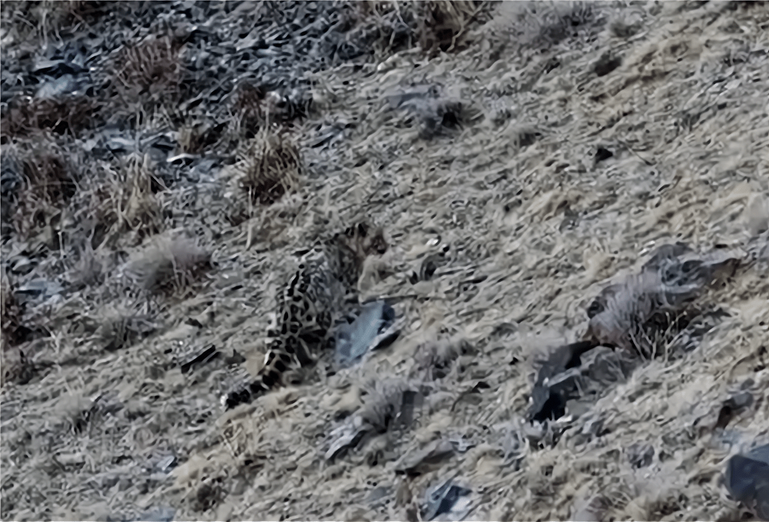 新疆巴州草原出现一只雪豹，冲上去咬死2只羊，吃饱后还拖回1只
