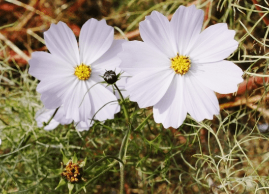 21年3月3日十二生肖运势 属相