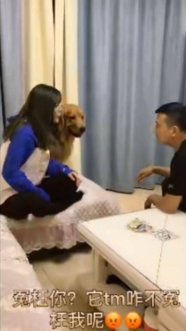 金毛陷害自己的主人居然是為了這個，男主人：真是養了一隻白眼狼 萌趣萌寵 第4张