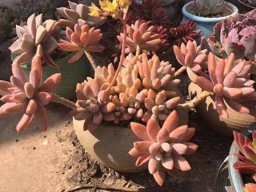 多肉种植土壤 200d73492ed04bbcad106bbd11901680.jpeg