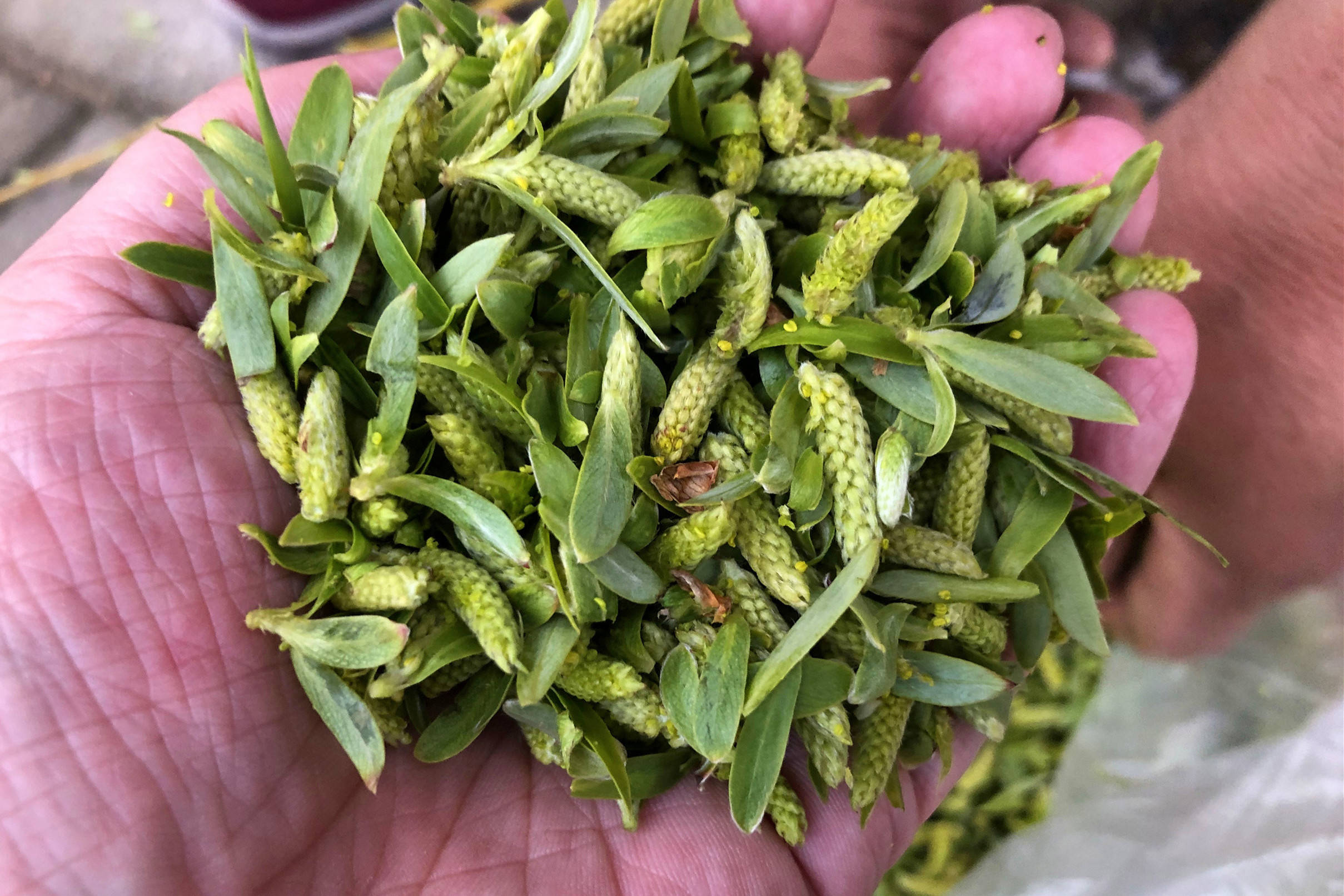 春天,树上长出来的野菜,随手摘一把,美味又营养,别错过了_柳芽