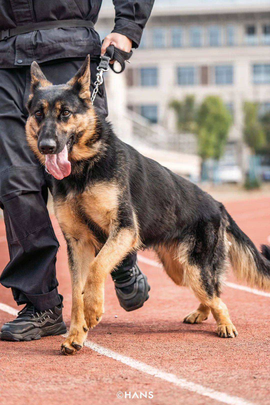 武汉警犬令人羡慕的公务员生活