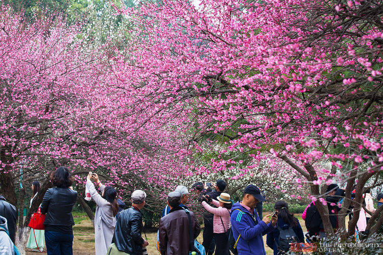 三月杭州最美最热闹的景点在这，10元门票几十年没变，市民点赞