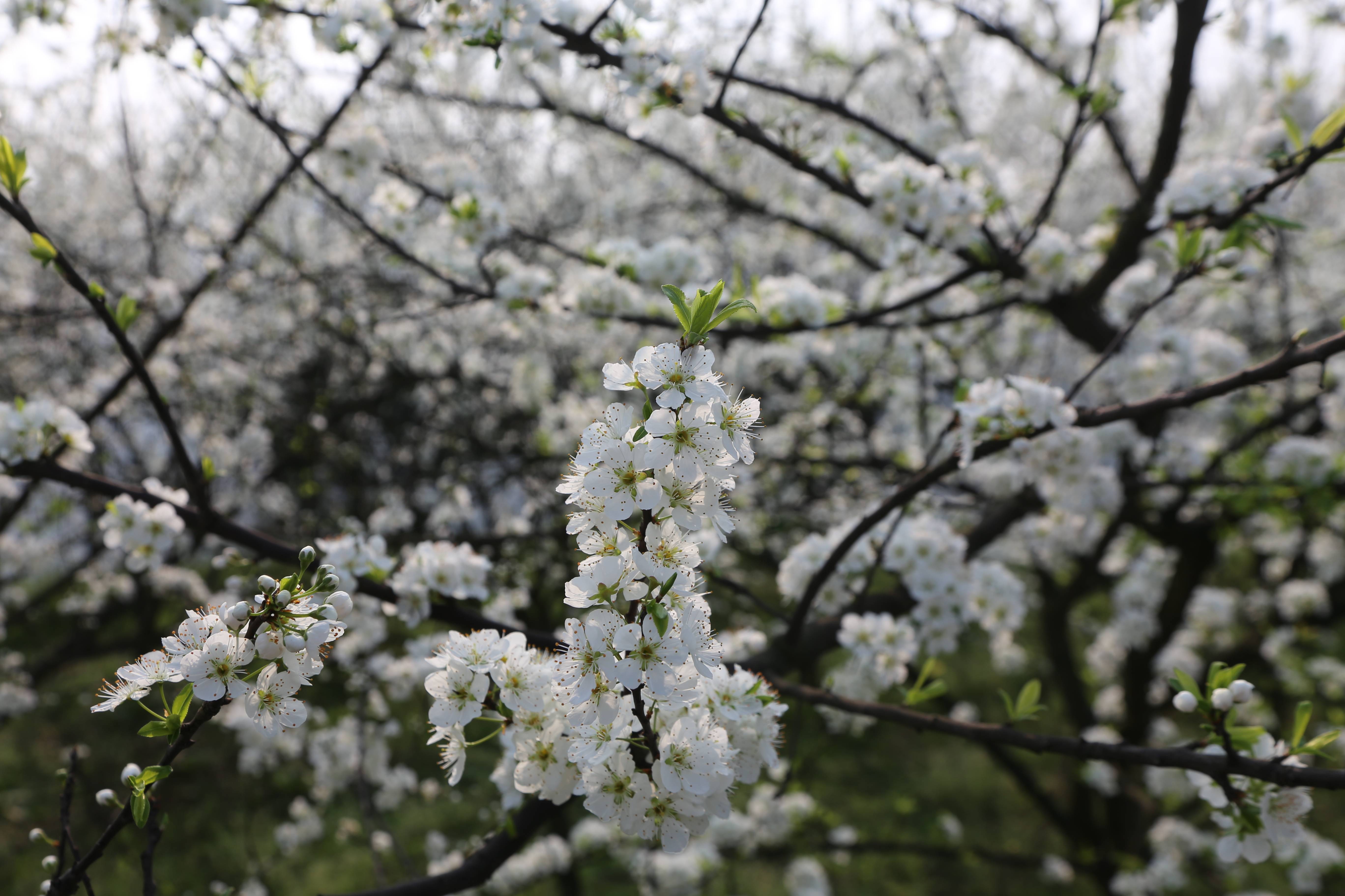 江阳区泰安街道:白雪皑皑?其实是李子花开