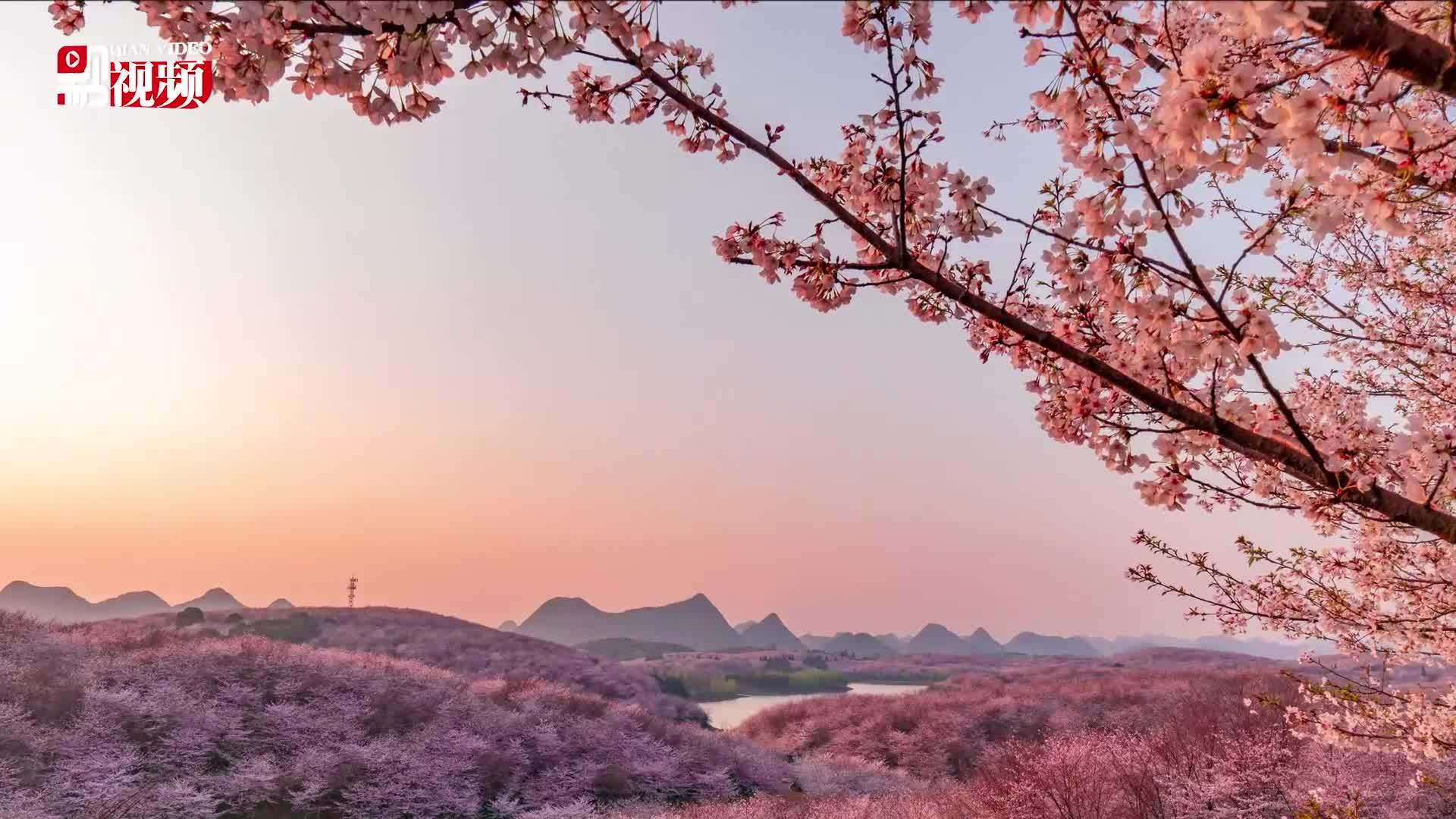 黔视频贵州贵安万亩樱花待盛放在线赏樱也很爽