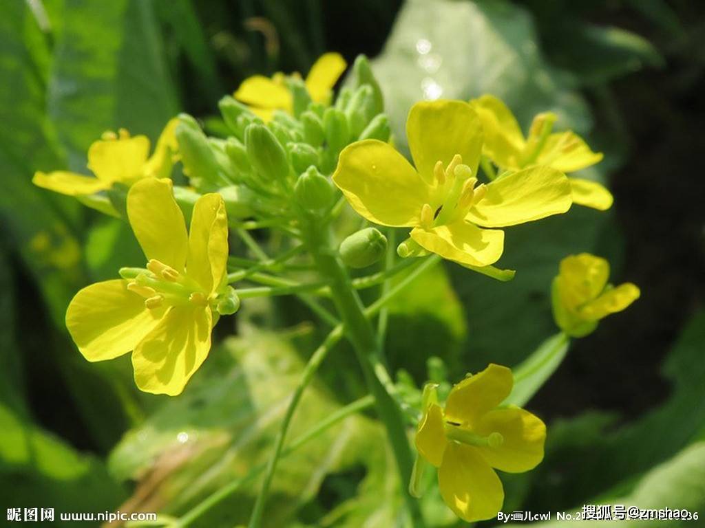 简谱油菜花儿开_油菜花简笔画