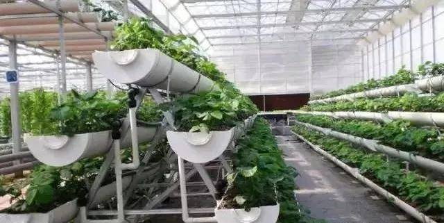 无土栽培行业的曙光水培植物烂根的解决办法 营养液