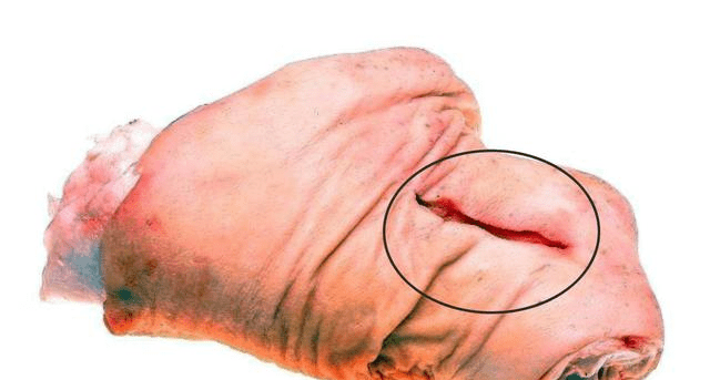 怎么挑选猪前肘 3fdd7610f26743c58aefc066a00bb8ad.png