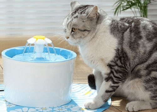 公猫尿干了有结晶 猫咪