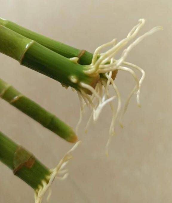 富贵竹几个月都没生根 b67ef2f9336141f3923cdb9fafadba9d.jpeg