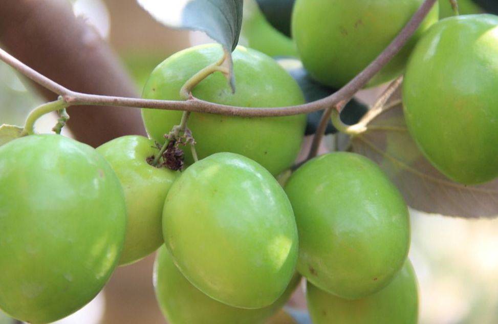 原创明日惊蛰这6种春果最值得吃清甜多汁解春燥错过可惜了