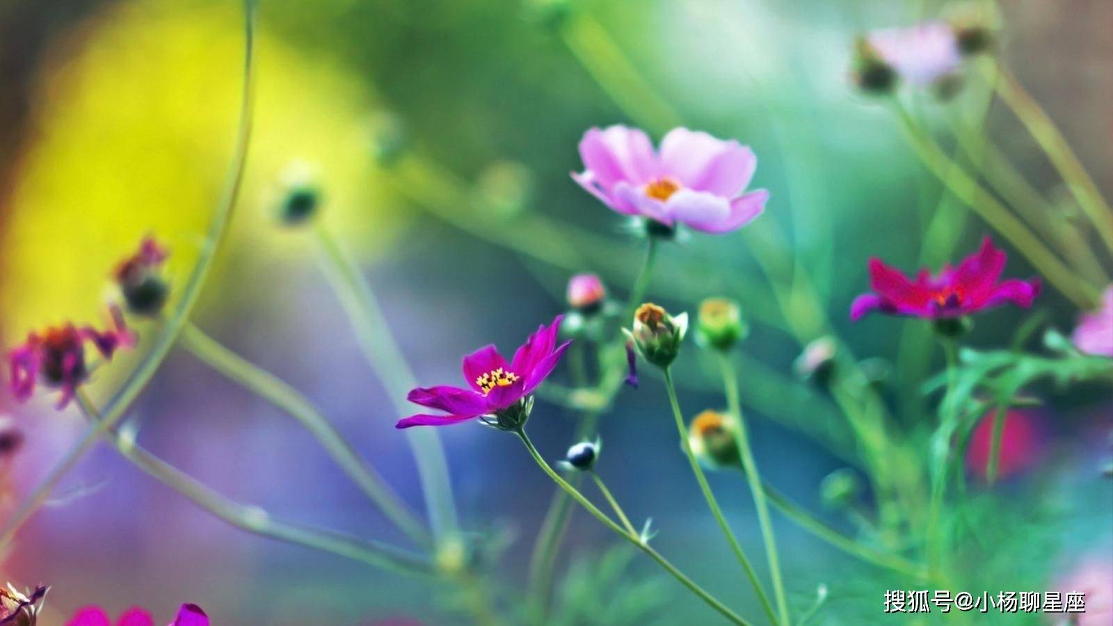 桃花贵人口诀_桃花贵人纹