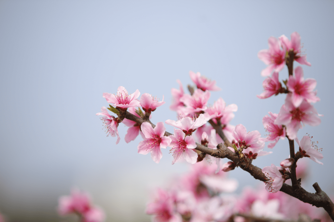 "色香味"俱全,成都东部新区首届东麓桃花季浪漫来袭
