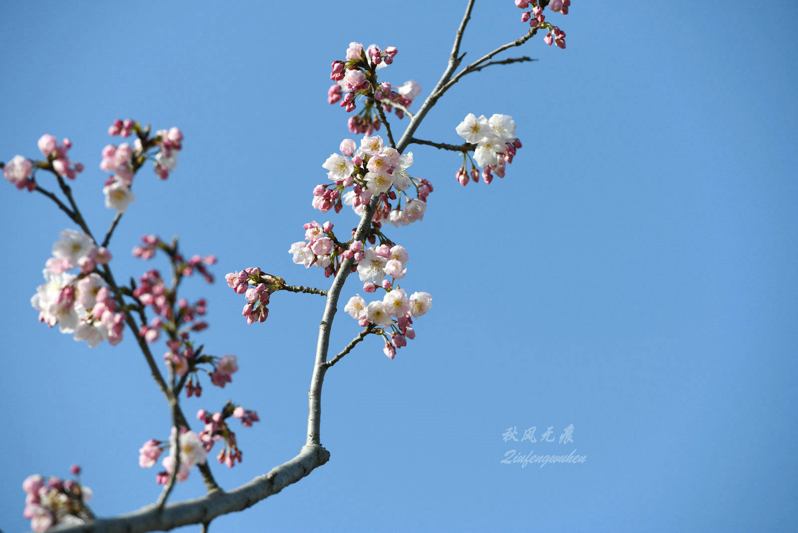 原創古都春天紅梅花的國畫之韻