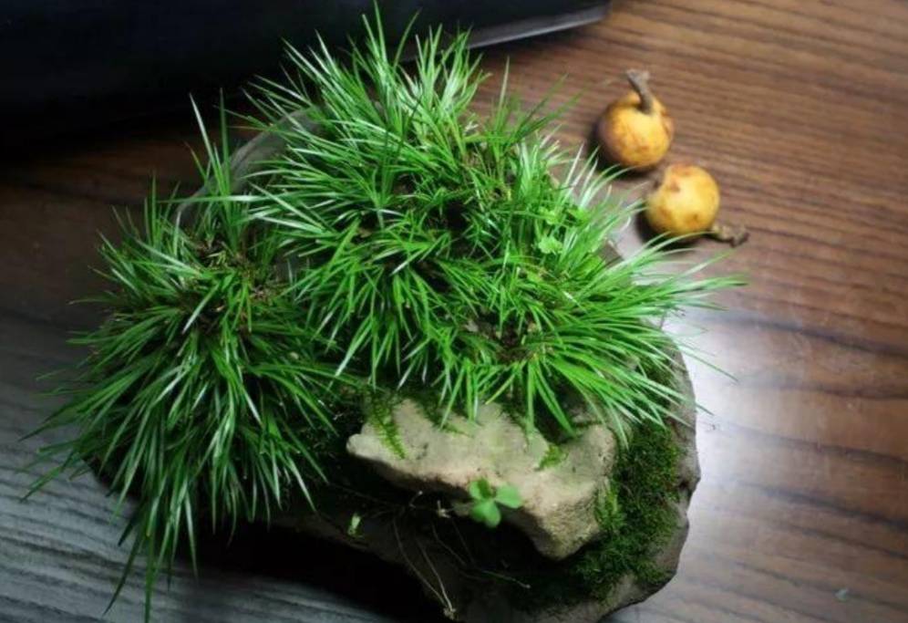遇到4种小植物 回家养起来 打造成漂亮小盆景 养护