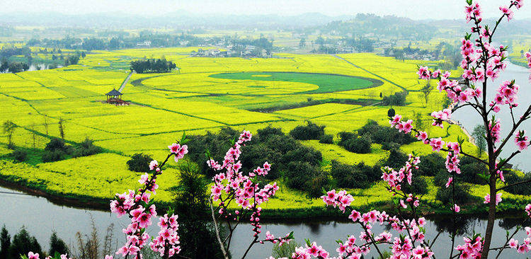 中国有一种春光叫潼南，看花海观大佛吃太安鱼，花已开好等你扫黄