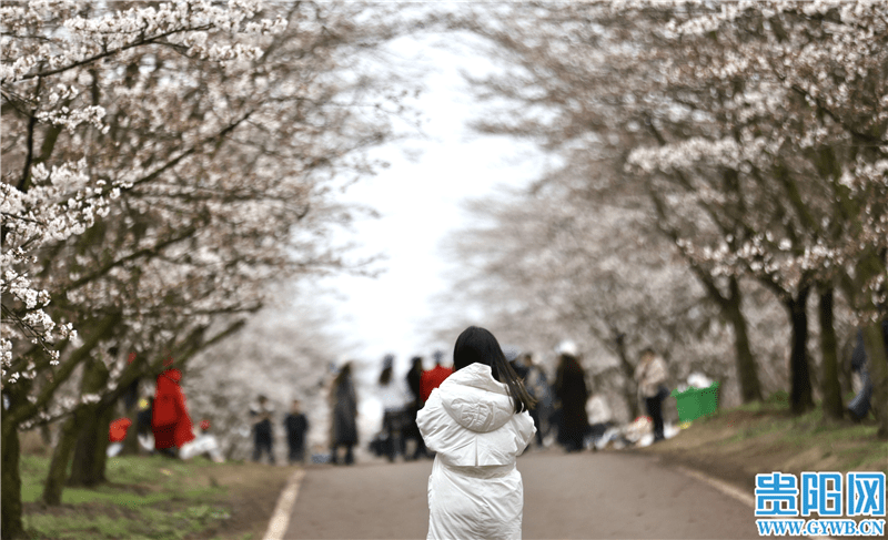 【图集】贵安樱花园开园首日 游客踏春而来