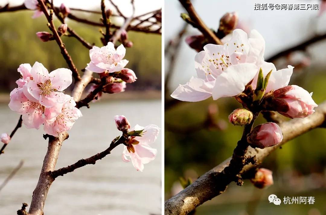 阿春游西湖系列16涌金公园