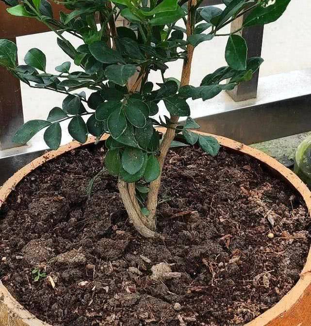 如果用土不好,建议趁着春季给九里香换一下盆土,土壤用好了,根系才能