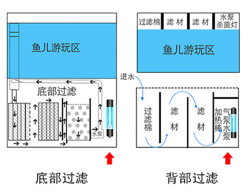 热带鱼