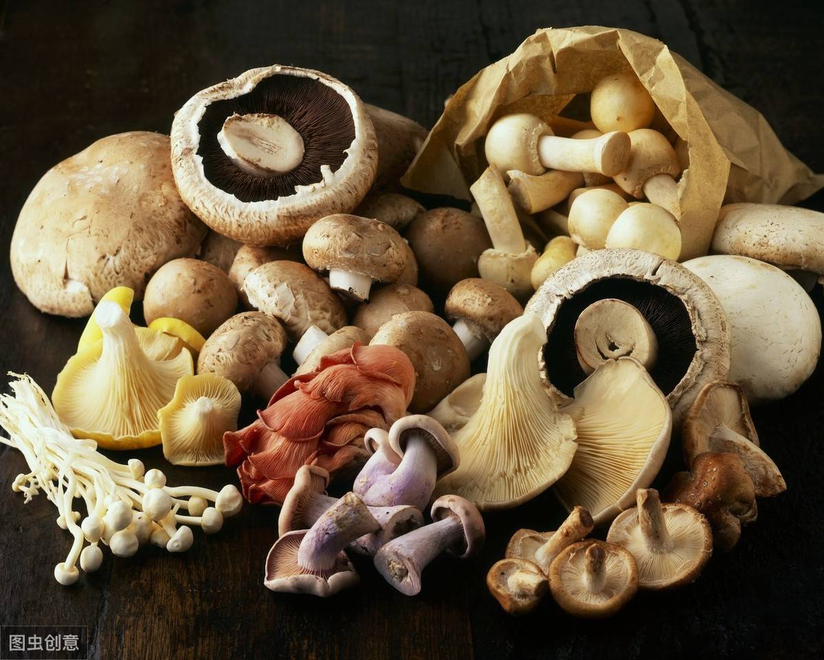 蘑菇种类大全及图片（23种菜市场常见菌菇） – 碳资讯