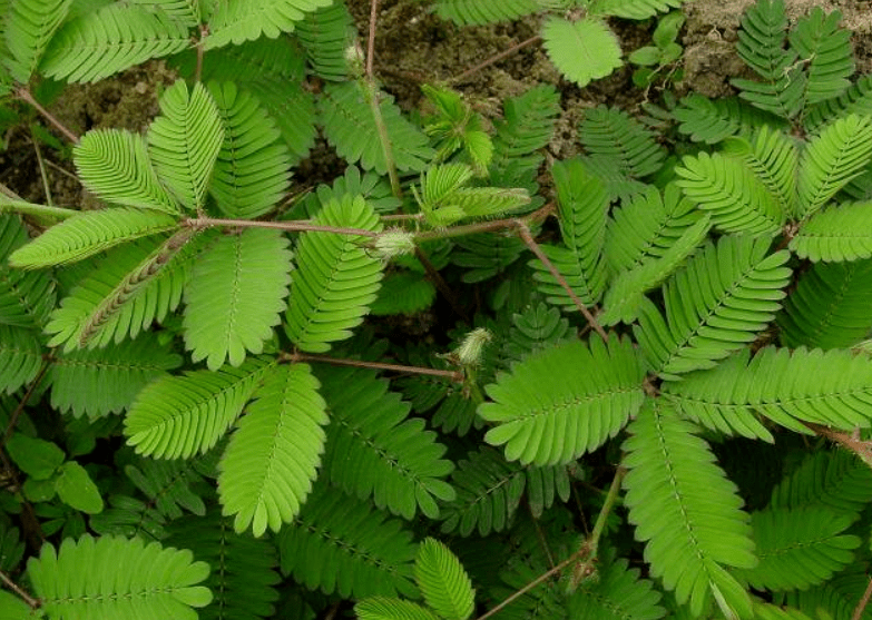 含羞草干枯了怎么办