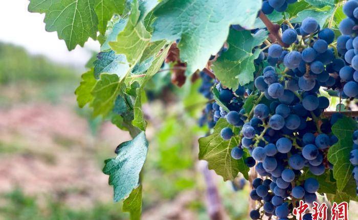 宁夏人大代表袁辉:酿造适合中国人的葡萄酒_中国葡藤匠心网