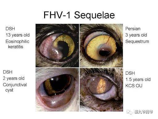 1c09345817fe456798eb2e8f1ae618f9.jpeg
