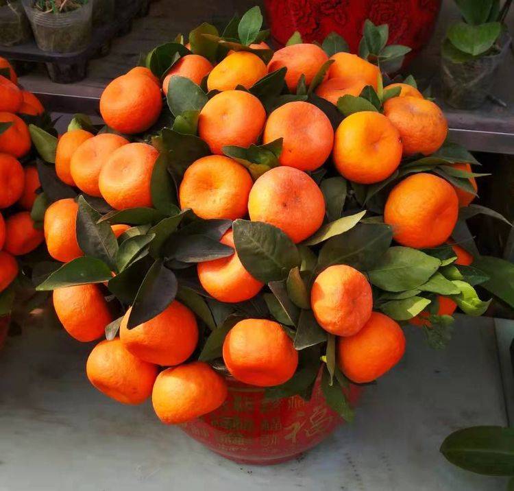 春节很流行的6种年宵花,客厅摆2盆,不仅喜庆寓意也很好