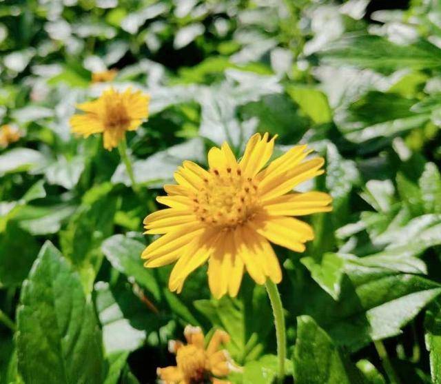 此植物叫黄花蟛蜞菊 路边常见 开花很美 但其潜在危害不容忽视 地方