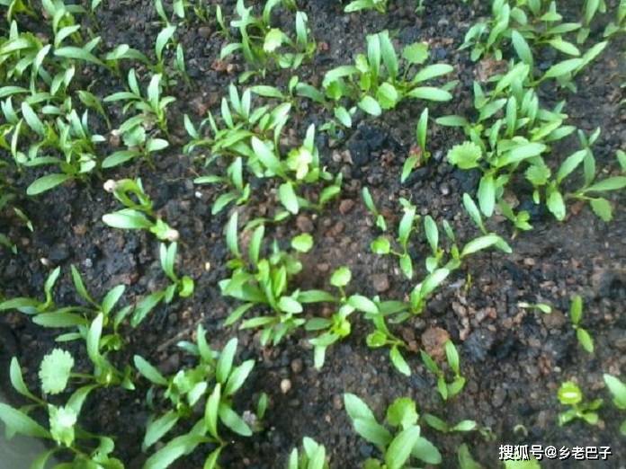原创种香菜怎么快速育苗用小锤子一砸比普通办法种植出芽块还旺盛