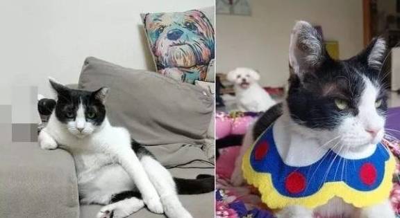 如何让老婆同意养猫 78877c3e80c341fdaa7531ee5226ec0e.jpeg