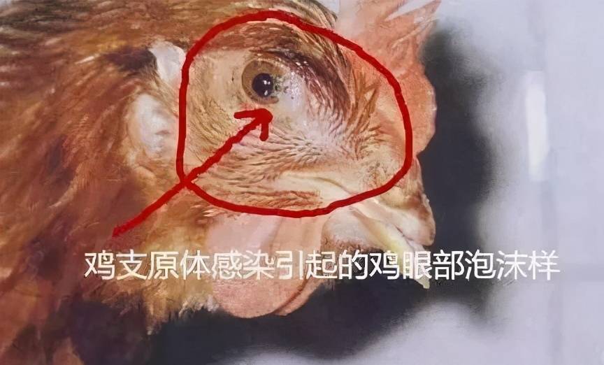 鸡的眼睛长什么样