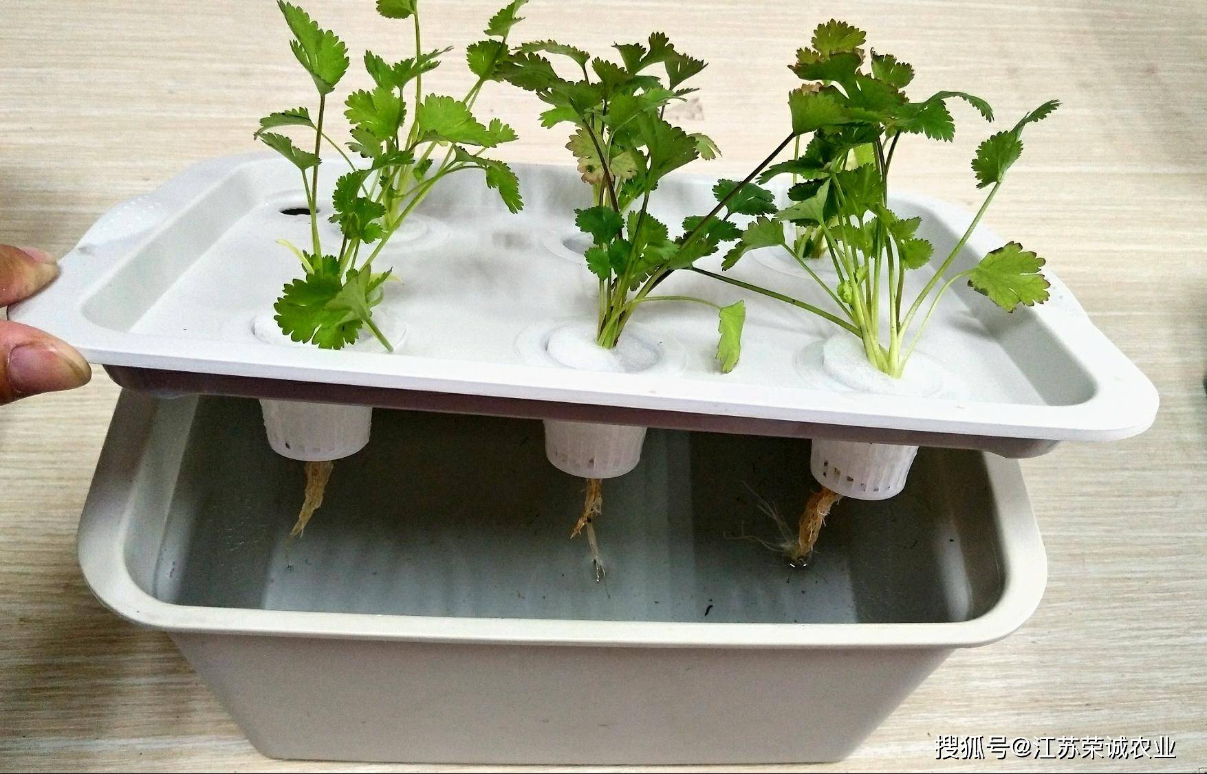 用了水培种植箱 让你分分钟学会阳台种菜 蔬菜