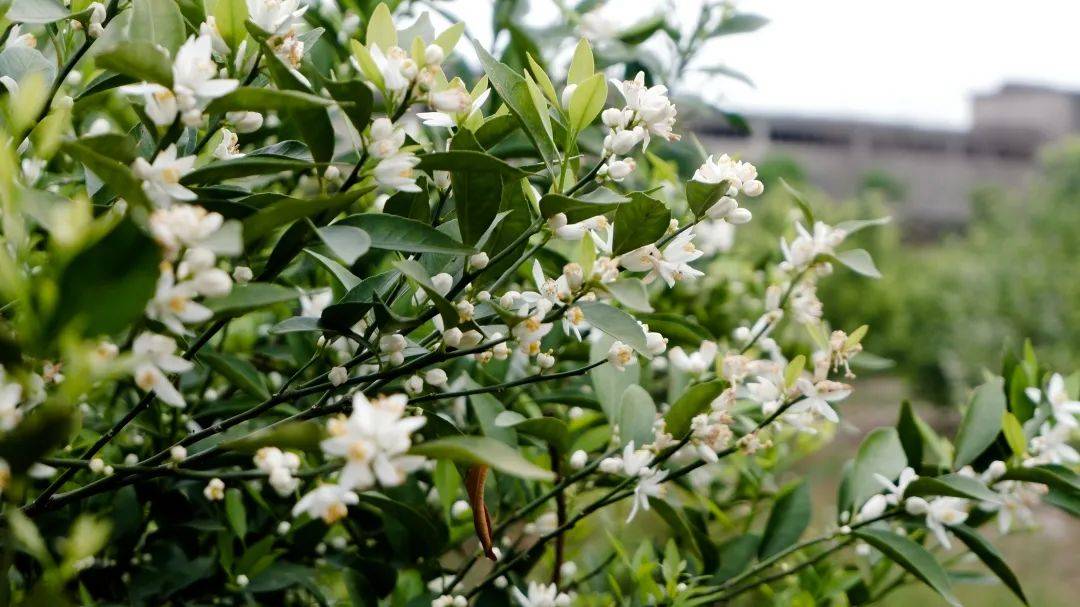 约惠三月,来陈皮村参加赏柑花活动啦!