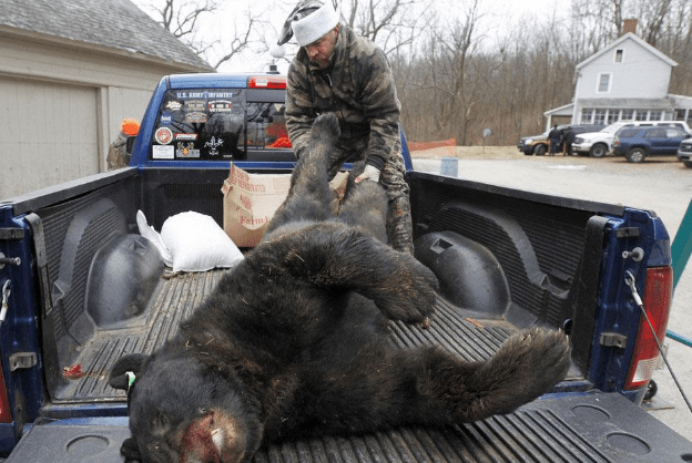 美国"护熊奇人"和女友护熊13年,夜宿保护区时,双双被熊吃掉_提摩西