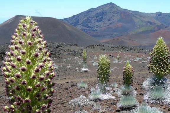 60年才开一次花的植物，最高达到1.8米，只生长在火山附近！
