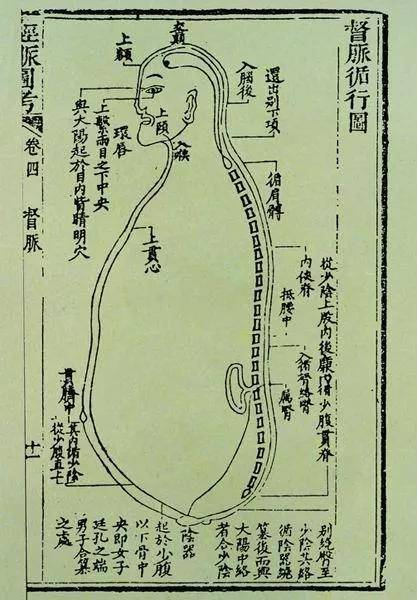 循肩髆,內俠脊,抵腰中,入循膂,絡腎,復會於少陰,此督脈之循行也