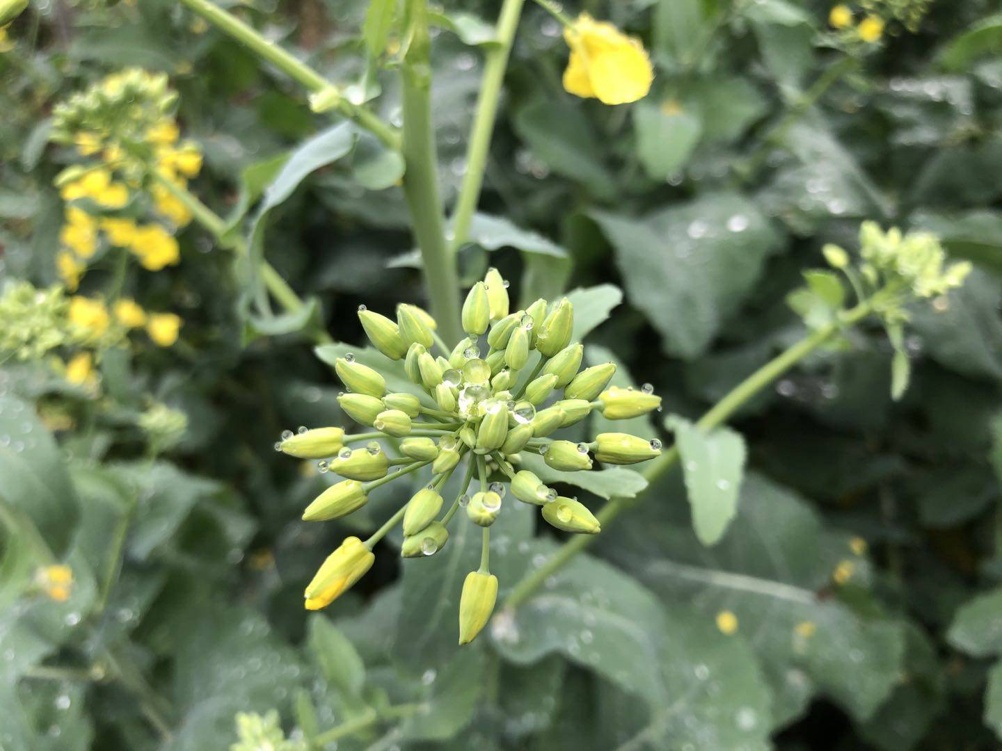 油菜花的花蕾