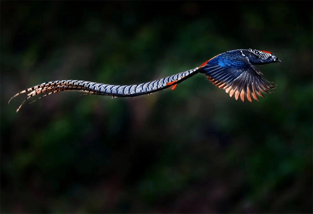 天人影像十杰叶志坚2020年度国际获奖作品展