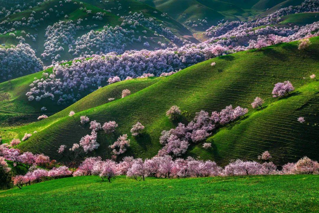 新疆伊犁杏花沟为什么是中国最美的野杏花？